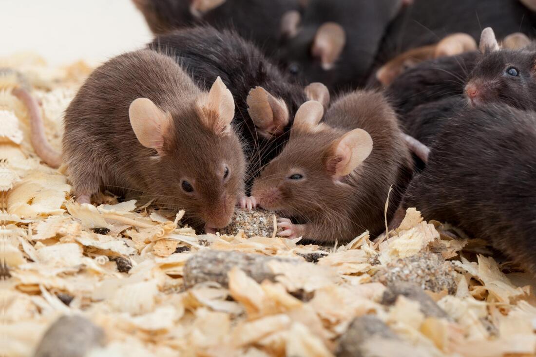 close up to a bunch of mice eating 