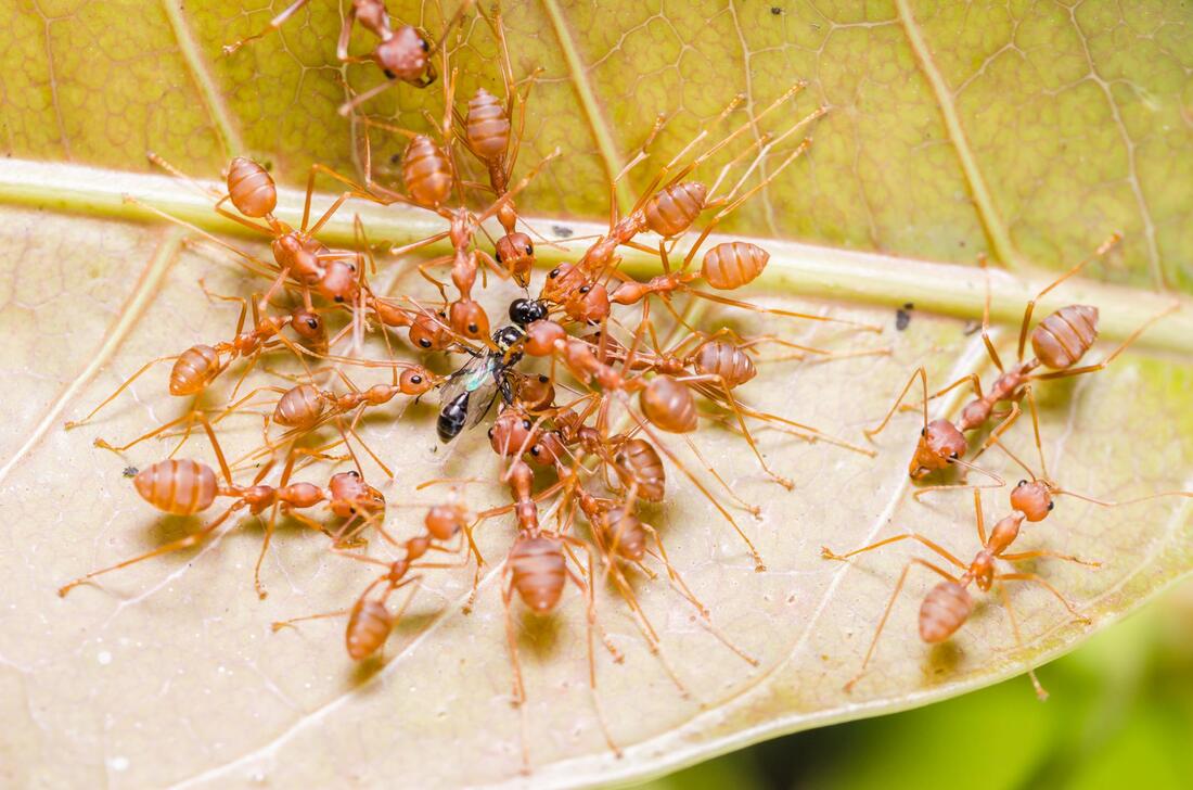 a bunch of red ants eating together