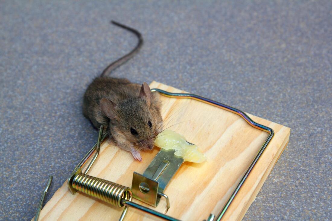 mouse eating food from the trap
