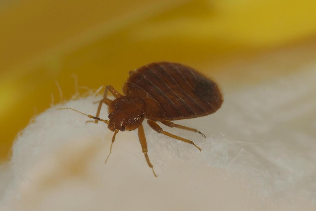 close up bed bug