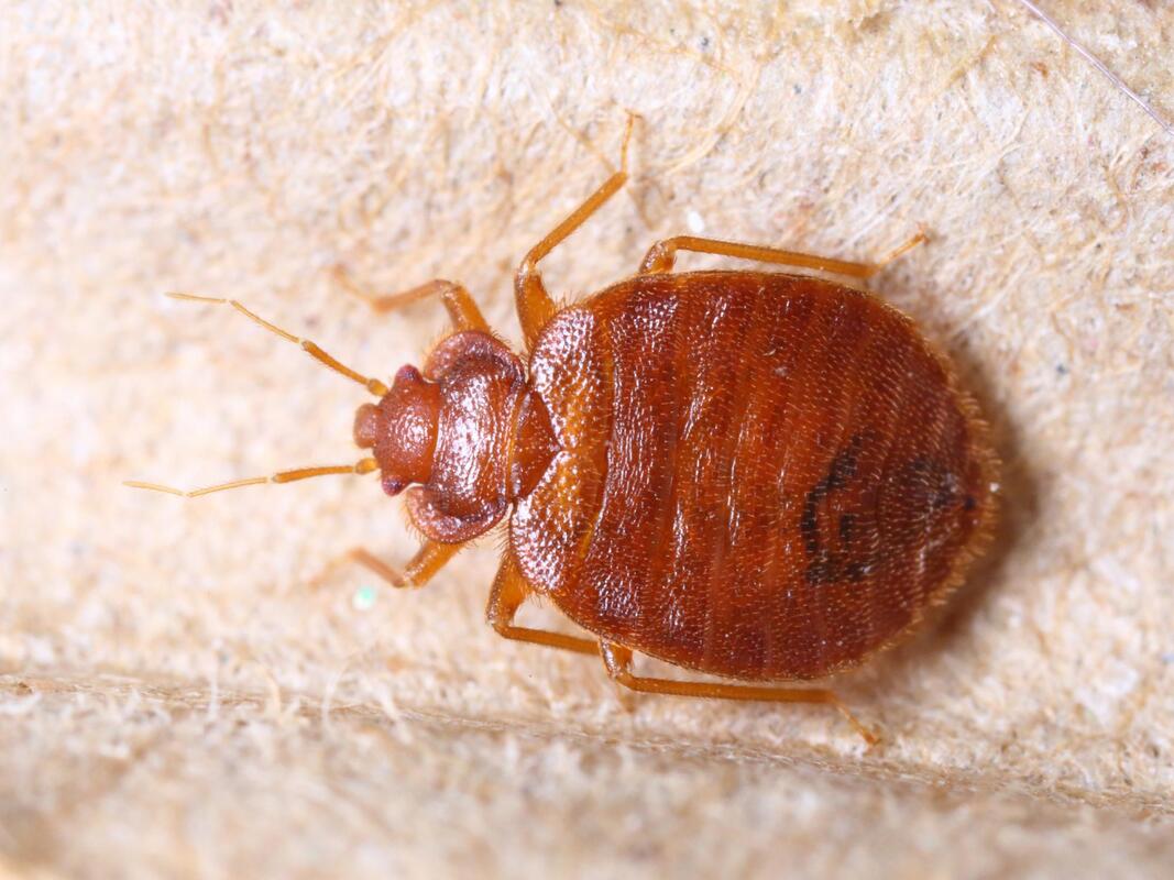 very close up bed bug