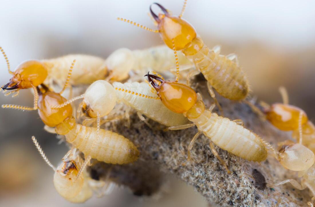 a bunch of termite together 