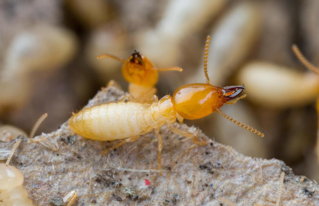 very close up termites 